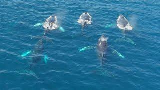 Six Humpback Whales