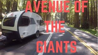 The Avenue of the Giants Auto Tour in a Little Guy Max