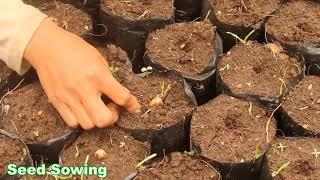 Cacao Grafting Operational Techniques