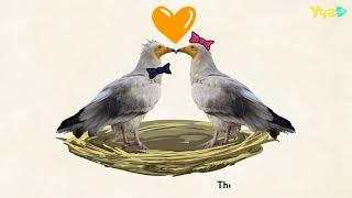 Why the Egyptian vultures are so special? -  Educational video for children