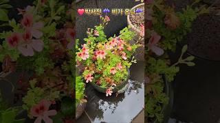 ️박서진️ 비가온다️️️