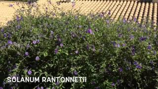 Solanum rantonnetii. Garden Center online Costa Brava - Girona.