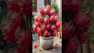 How to Grow Dragon Fruit Fast! #Shorts #farming #satisfying