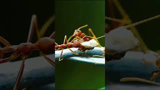Ant Colony Optimization (ACO): Top Efficiency Hack For Better Organization | Ingenius Nature