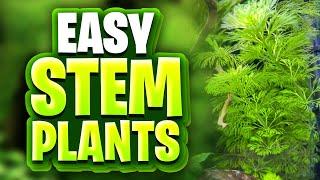 9 Easy Stem Plants For Beginners! (Perfect For Planted Tank Setups)