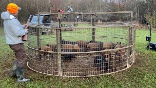 Trapped 16 wild hogs to save the turkeys.