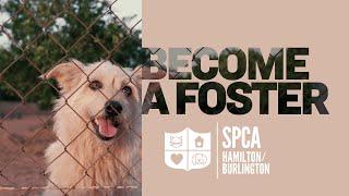 Hamilton Burlington SPCA | Make A Difference & Volunteer With Us  - Foster Care