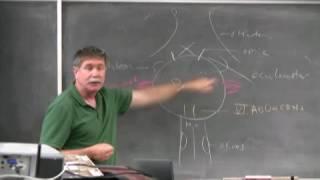 Dr. Fabian explaining the cranial nerves