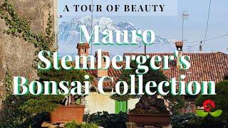 Exploring Mauro Stemberger's Bonsai Collection: A Tour of Beauty