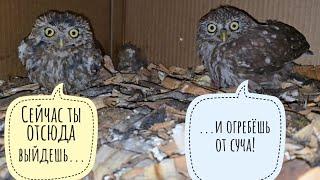 Suspiciously kind the little owl Luchik. Oh, no, it seemed. What's with the owls Kubysha and HZ?