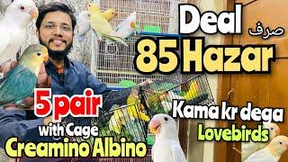 Deal 85 hazar mai Creamino albino 5 pair lovebirds with cage | Lovebirds kama kr Dega