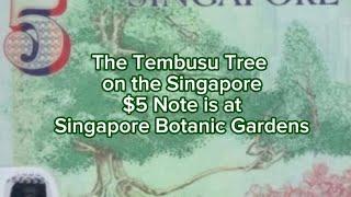 The Tembusu Tree on the Singapore $5 note is at Singapore Botanic Gardens