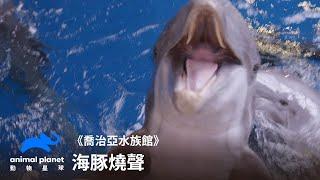 海豚也會燒聲？虧看海豚訓練師日常｜喬治亞水族館｜動物星球頻道