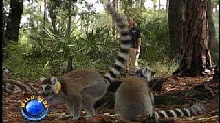 Lemur Reserve Myakka City, Florida