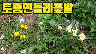 한국의 약용식물(토종민들레)-토종민들레 꽃밭감상-텃밭친구