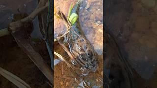 Best Amazing. 🪷#Fishing Shorts#Fishing Video