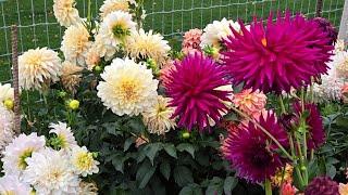 Connor Ward live dahlias