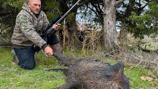 Wild Boar are taking Over Oklahoma!