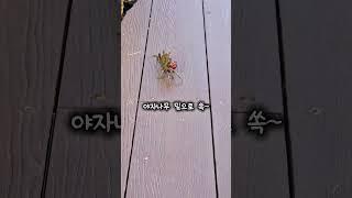 어떻게 들어왔지…? 카페 안에서 발견된 스마일게의 미스터리 #모리커피사천실안점