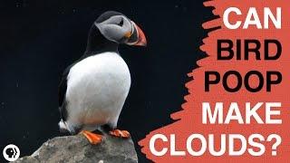 Can Bird Poop Make Clouds?