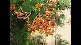 Honeysuckle Dropmore Scarlet flowers