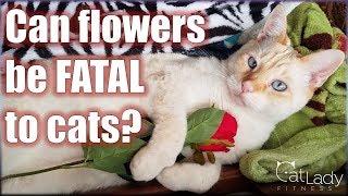 What flowers are TOXIC to cats? (and which are safe!) - Cat Lady Fitness