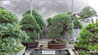 Mauro Stemberger's Bonsai garden