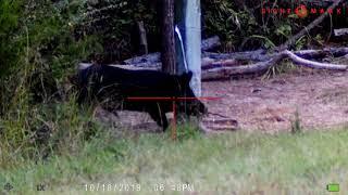 Cliff Snipes big boar at boxstand feeder