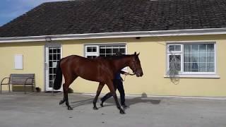 HOrsesales.ie  - Tatts ascot lot61