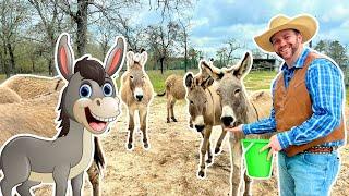 Let's Meet Rescue Donkeys | Donkey Farm Animals for Kids