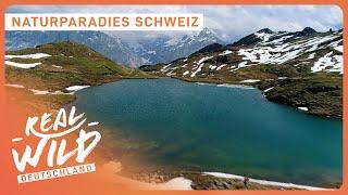 2+ Stunden Schweiz Doku zum Einschlafen | Real Wild Deutschland