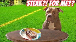 Leaving My Pitbull Dog Alone With A Juicy Steak!