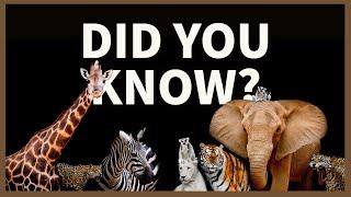 You Won't Believe These SURPRISING Animal Facts