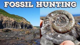 Fossil Hunting Golden Ammonites And Petrified Wood