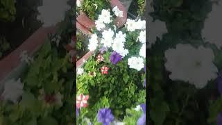 Overview of my garden# colour full flowers plant