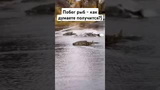 А говорят рыба на дороге не валяется! Подводная охота | Рыбалка #fishing