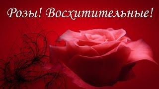 Розы! Восхитительные!