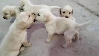 Labrador puppies for sale in Delhi ncr - 7428876405