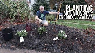 How to Plant - Autumn Ivory™ Encore® Azaleas