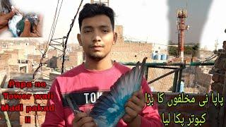 Papa ne makanon ka kabutar pakra liya #lahorepakistan #pigeon dharmpura pigeon club Lahore