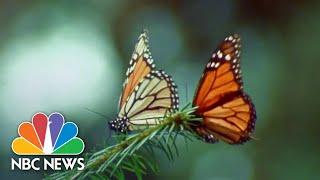 New efforts underway to protect dwindling monarch butterfly population