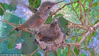 Autumn's First Trip Out of the Nest - Allen's Hummingbird 26 Days Old. #hummingbirds #chicks #nest