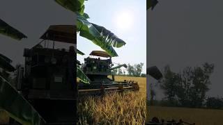 #PADDY (धान) HARVESTING AT MY FARM HOUSE#