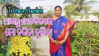 ଆସନ୍ତୁ ଶୀତଦିନରେ ମୋ ବଗିଚା ବୁଲିବା ||Terrace Garden|| Odia || Winter tour #gardentour