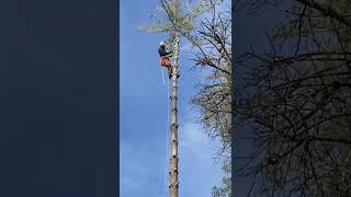 **CLIMB TO THE TOP ** #treework #professional #arborist #climber #treewarriors