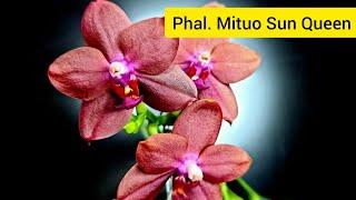 Phal. Mituo Sun Queen и Phal. Mituo Sun Queen 'Lotos' MCL-123 Домашнее цветение ароматной орхидеи