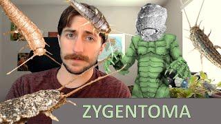 Zygentoma: The Silverfish - Order Spotlight