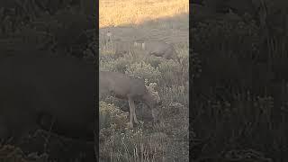 Mule deer in Colorado