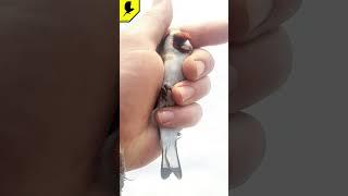 Goldfinch Russia #catchingbirds #дикиептицы #птицащегол #saka #مقنين #kokil #طائر #الحسون #carduelis