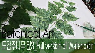 [Botanical Art]모감주나무 잎 Full version of Watercolor